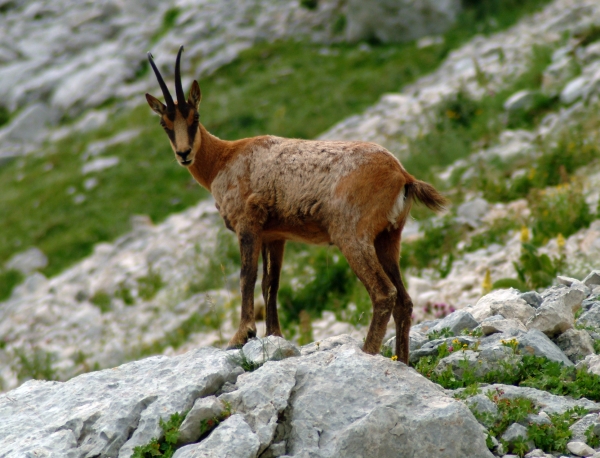 Camoscio d''Abruzzo Rupicapra pyrenaica ornata